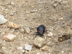 Physomeloe corallifer