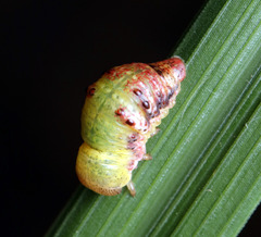 Paropsisterna m-fuscum