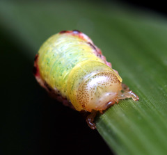 Paropsisterna m-fuscum