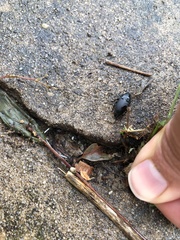 Carabidae