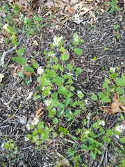 Alliaria petiolata