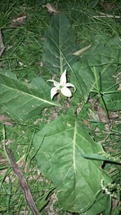 Jaborosa integrifolia