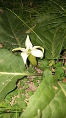 Jaborosa integrifolia
