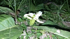 Jaborosa integrifolia