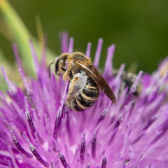 Halictus scabiosae