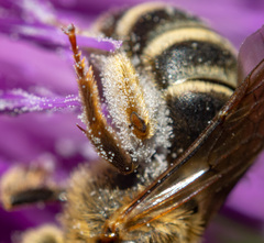 Halictus scabiosae