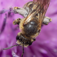 Halictus scabiosae
