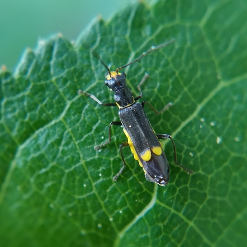 Malthinus scriptus · 愛自然臺灣(iNaturalist Taiwan)