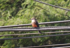 Pyrocephalus rubinus