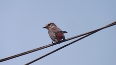 Pyrocephalus rubinus