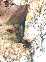 Serrognathus titanus platymelus