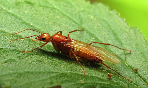 Chestnut Carpenter Ant photo 4