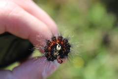 Acronicta menyanthidis