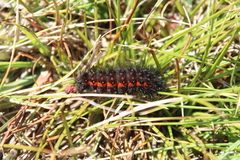 Acronicta menyanthidis