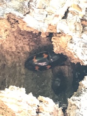 Glischrochilus japonius