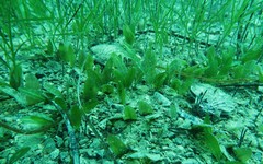 Halophila