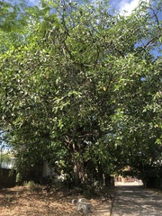 Ficus crocata