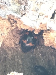 Glischrochilus japonius