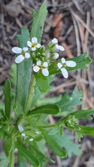 Iberis odorata image