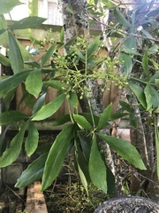 Pseudopanax lessonii