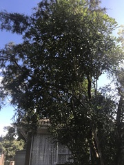 Pseudopanax lessonii