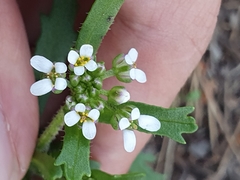 Iberis odorata image