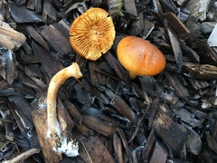 Gymnopilus luteocarneus