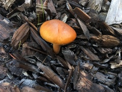 Gymnopilus luteocarneus