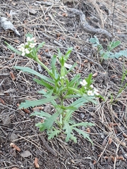 Iberis odorata image