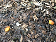 Gymnopilus luteocarneus