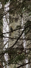 Sphyrapicus varius image