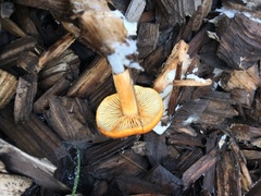 Gymnopilus luteocarneus