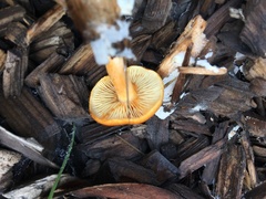 Gymnopilus luteocarneus