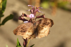 Theagenes dichrous