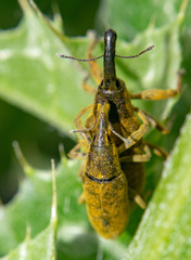 Lixus pulverulentus