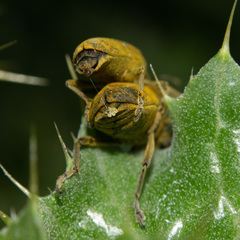 Lixus pulverulentus
