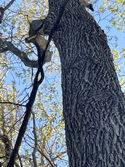 Melanerpes carolinus