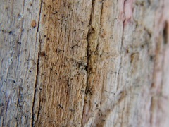 Chaenothecopsis debilis