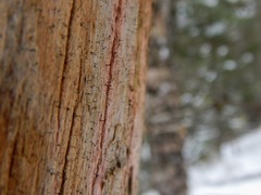 Chaenothecopsis debilis