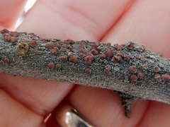 Lecanora wisconsinensis
