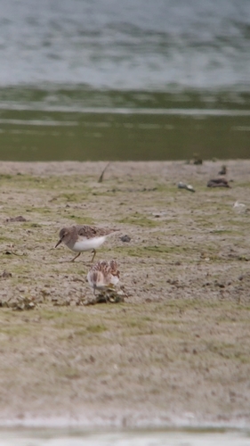 Temminck's Stint, 3401 IJsselstein, Netherlands, photo 9 of 10