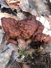 Gyromitra