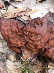 Gyromitra