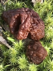 Gyromitra