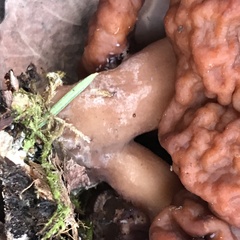 Gyromitra