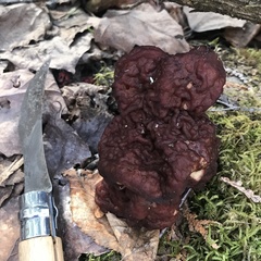 Gyromitra