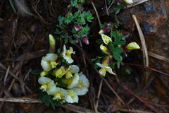 Chamaecytisus hirsutus