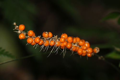 Lomandra spicata A.T.Lee
