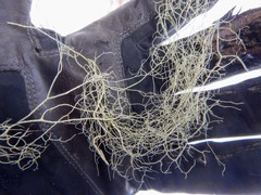 Usnea cavernosa