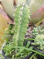 Euphorbia columnaris